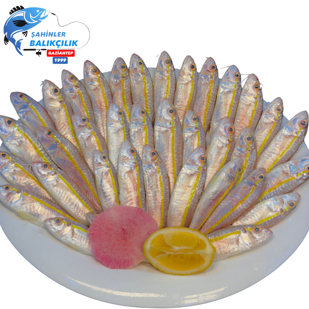 Çizgili Barbun Balığı