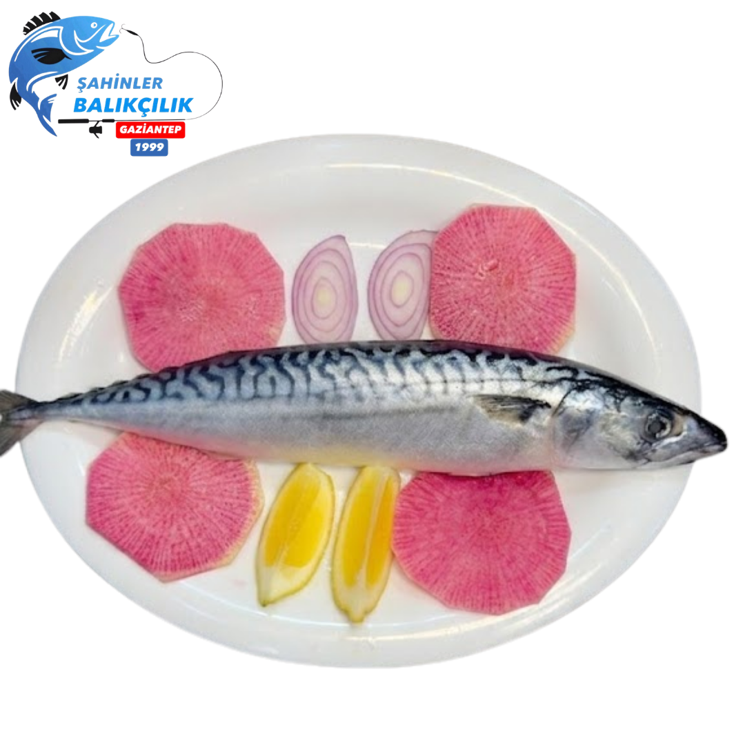 Norveç Uskumru Balığı