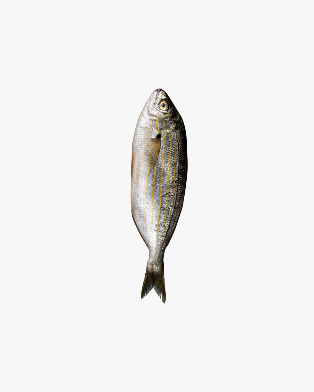 SARPA